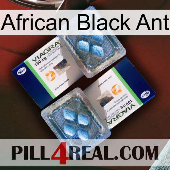 African Black Ant viagra5.jpg